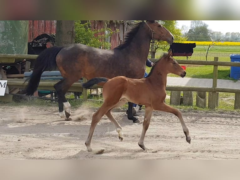 Hannoveraan Hengst 2 Jaar 170 cm Bruin in Osterbruch