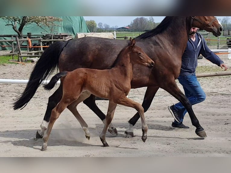 Hannoveraan Hengst 2 Jaar 170 cm Bruin in Osterbruch