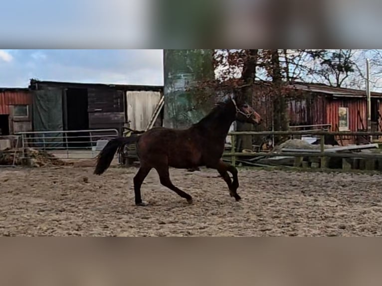 Hannoveraan Hengst 2 Jaar 170 cm Bruin in Osterbruch