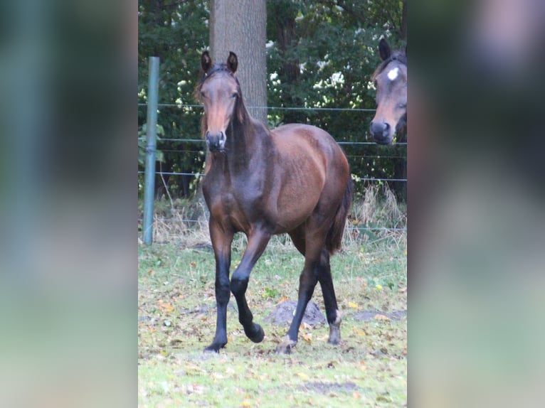 Hannoveraan Hengst 2 Jaar 170 cm Bruin in Neustadt-Glewe