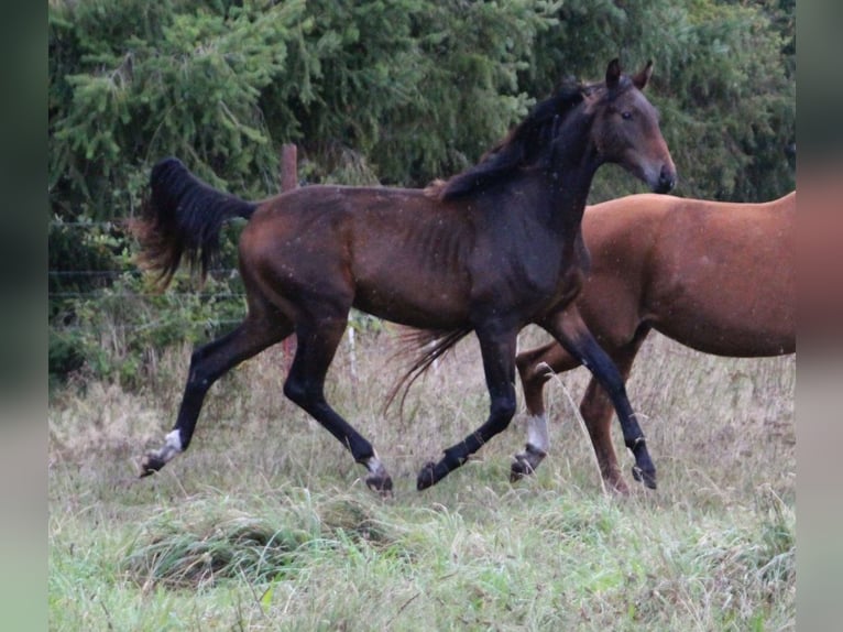 Hannoveraan Hengst 2 Jaar 170 cm Bruin in Neustadt-Glewe