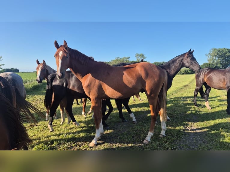 Hannoveraan Hengst 2 Jaar 170 cm Bruin in Rehburg-Loccum Münchehagen