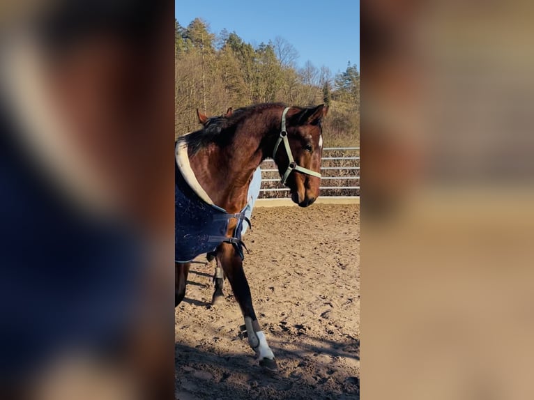 Hannoveraan Hengst 2 Jaar 170 cm Bruin in Hetschburg