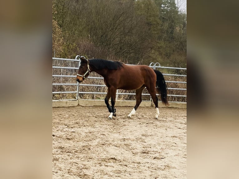 Hannoveraan Hengst 2 Jaar 170 cm Bruin in Hetschburg