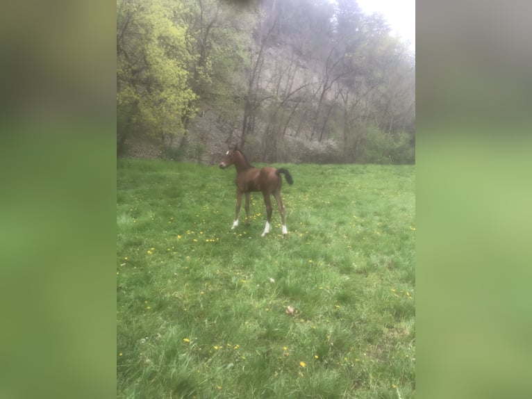 Hannoveraan Hengst 2 Jaar 170 cm Bruin in Hetschburg