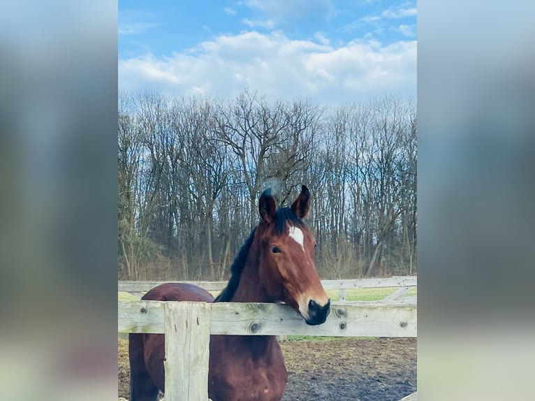 Hannoveraan Hengst 2 Jaar 170 cm Bruin in Hetschburg