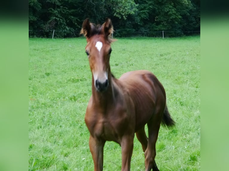 Hannoveraan Hengst 2 Jaar 170 cm Bruin in Hetschburg