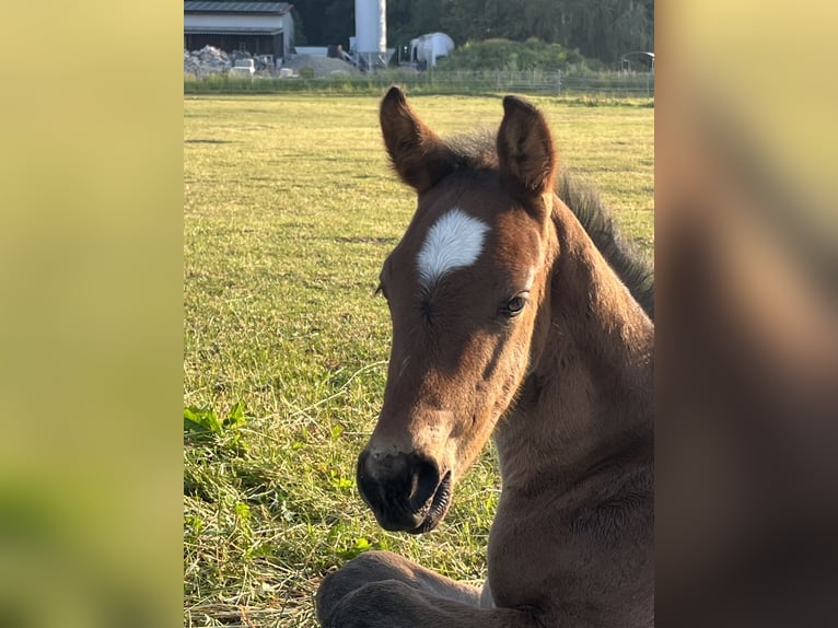 Hannoveraan Hengst 2 Jaar 170 cm Donkerbruin in Dunningen