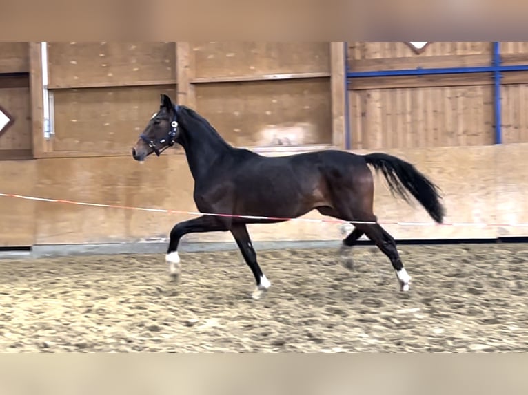 Hannoveraan Hengst 2 Jaar 170 cm Donkerbruin in Ostercappeln