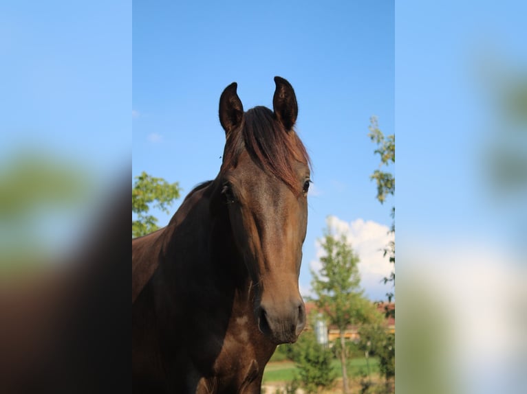 Hannoveraan Hengst 2 Jaar 170 cm Donkerbruin in Seybothenreuth