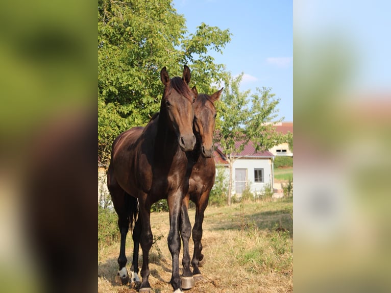 Hannoveraan Hengst 2 Jaar 170 cm Donkerbruin in Seybothenreuth