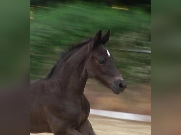 Hannoveraan Hengst 2 Jaar 170 cm Zwart in Ratekau