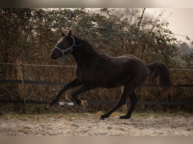 Hannoveraan Hengst 2 Jaar 170 cm Zwart in Moers