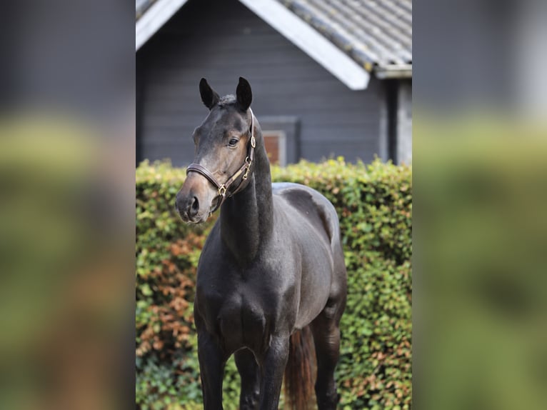 Hannoveraan Hengst 2 Jaar 170 cm Zwartbruin in Zieuwent