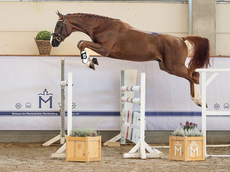 Hannoveraan Hengst 2 Jaar 171 cm Donkere-vos in Redefin