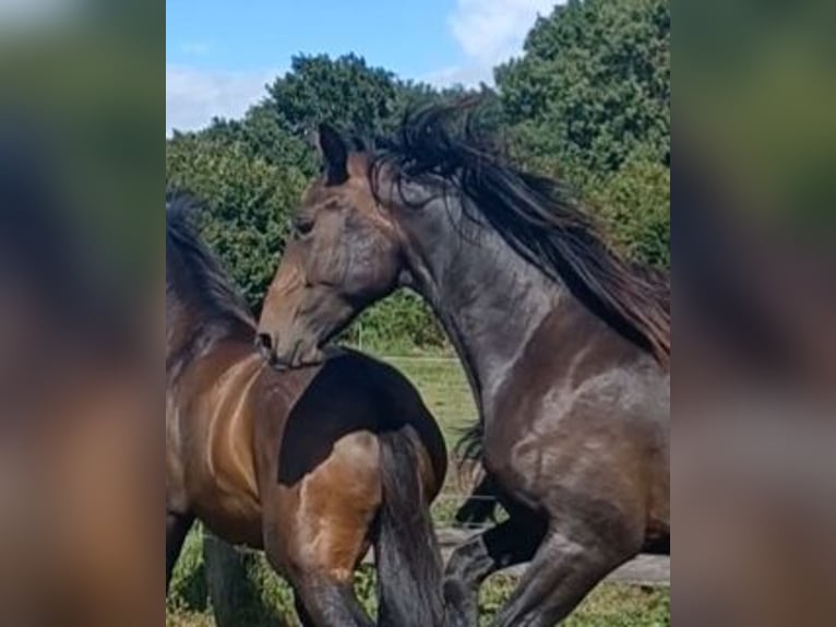 Hannoveraan Hengst 2 Jaar 172 cm Donkerbruin in M&#xFC;hlenberge