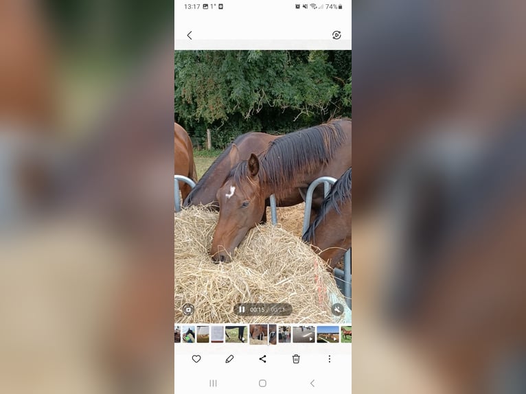Hannoveraan Hengst 2 Jaar 172 cm Donkerbruin in M&#xFC;hlenberge