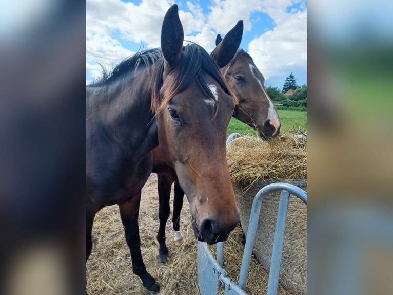 Hannoveraan Hengst 2 Jaar 172 cm Donkerbruin in M&#xFC;hlenberge