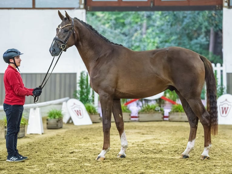 Hannoveraan Hengst 2 Jaar 172 cm Donkere-vos in Mnster-Handorf