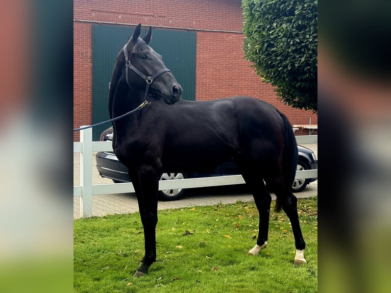 Hannoveraan Hengst 2 Jaar 172 cm Zwart in Vechta