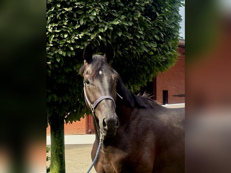 Hannoveraan Hengst 2 Jaar 172 cm Zwart in Vechta