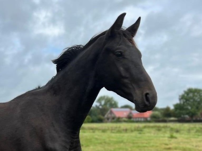 Hannoveraan Hengst 2 Jaar 172 cm Zwartbruin in Großheide Hannoveraan Hengst 2 Jaar 172 cm Zwartbruin in Großheide