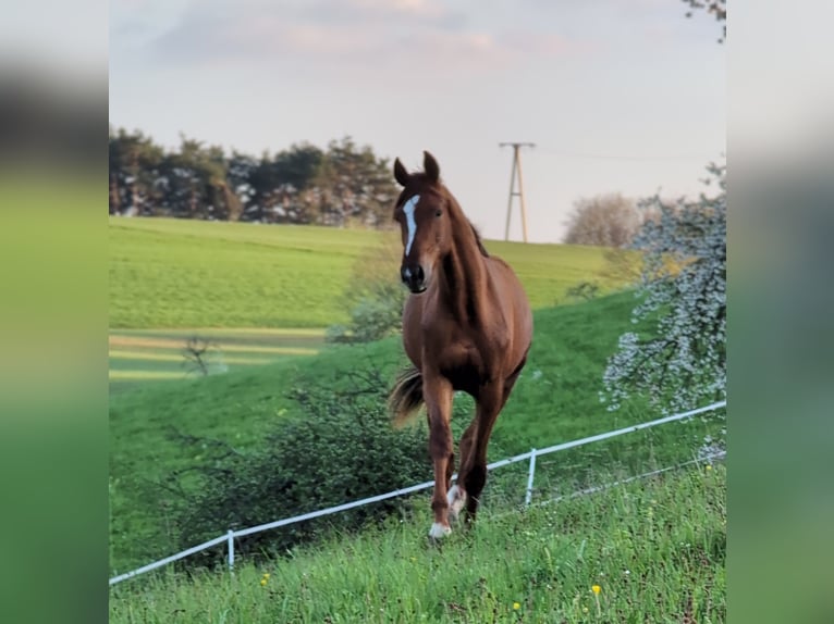 Hannoveraan Hengst 2 Jaar 173 cm Donkere-vos in Herren-Sulzbach