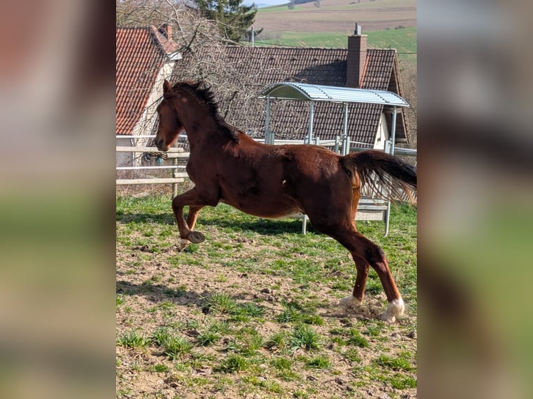 Hannoveraan Hengst 2 Jaar 173 cm Donkere-vos in Herren-Sulzbach