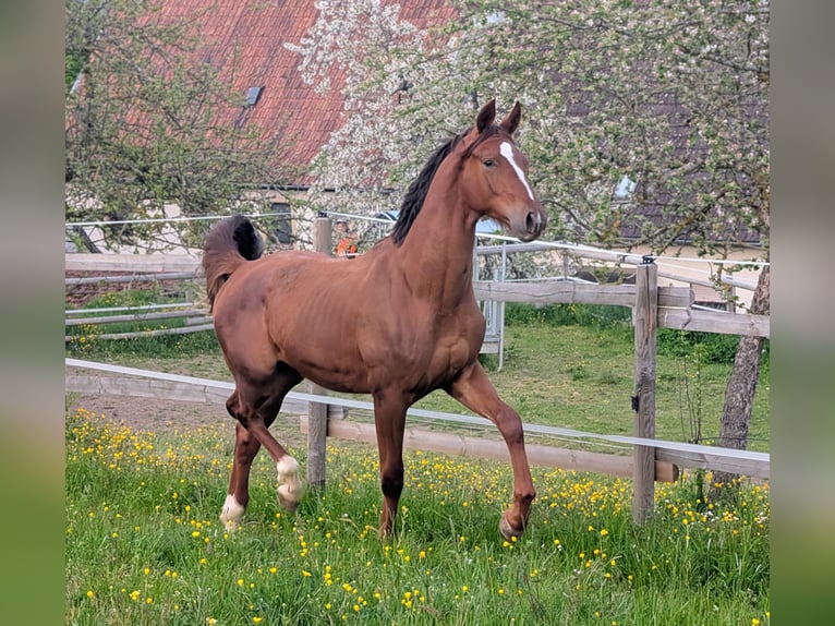 Hannoveraan Hengst 2 Jaar 173 cm Donkere-vos in Herren-Sulzbach