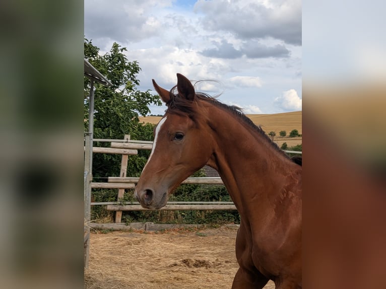 Hannoveraan Hengst 2 Jaar 173 cm Donkere-vos in Herren-Sulzbach