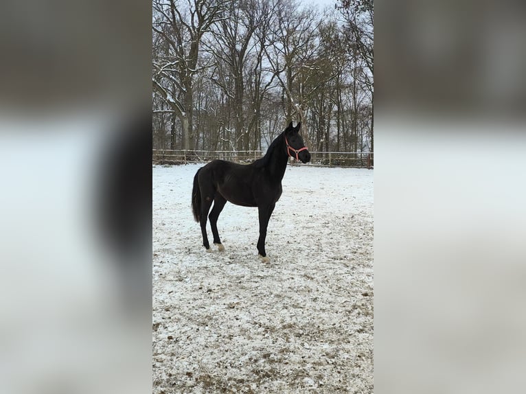 Hannoveraan Hengst 2 Jaar 173 cm Zwart in Goslar Goslar