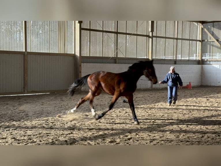 Hannoveraan Hengst 2 Jaar 175 cm Bruin in Hahn am See