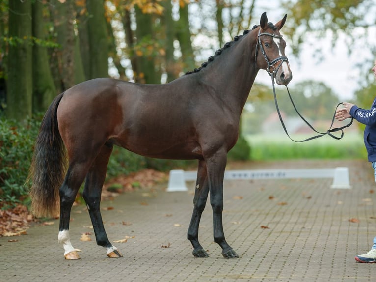 Hannoveraan Hengst 2 Jaar Bruin in Rostock