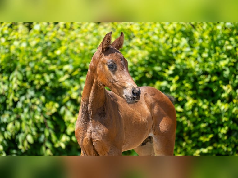 Hannoveraan Hengst 2 Jaar Bruin in Viersen