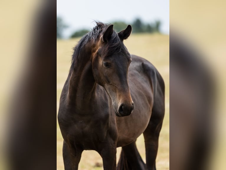 Hannoveraan Hengst 2 Jaar Donkerbruin in DUSZNIKI