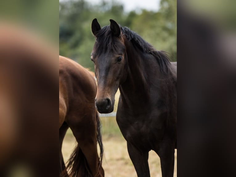 Hannoveraan Hengst 2 Jaar Donkerbruin in DUSZNIKI