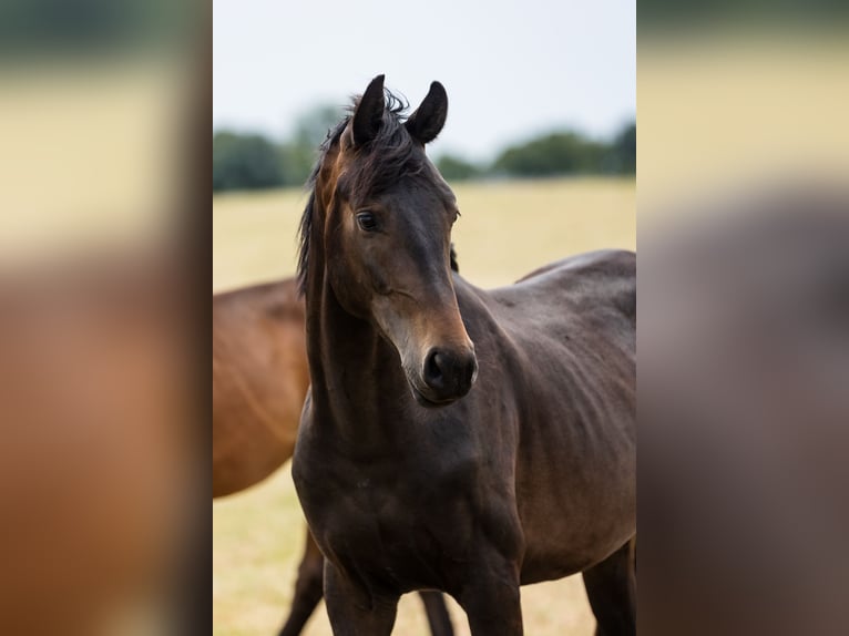 Hannoveraan Hengst 2 Jaar Donkerbruin in DUSZNIKI