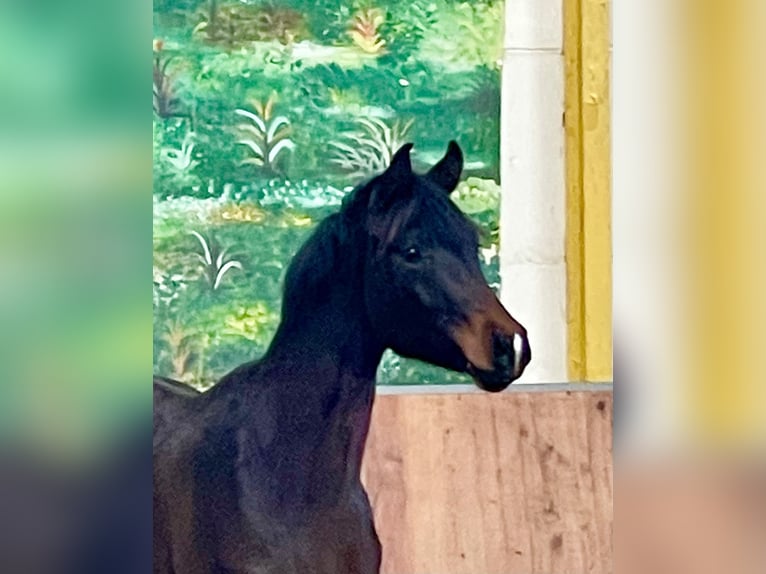 Hannoveraan Hengst 2 Jaar Donkerbruin in Rees