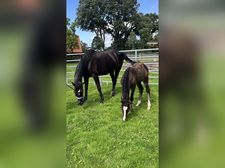 Hannoveraan Hengst 2 Jaar Donkerbruin in Westerhorn