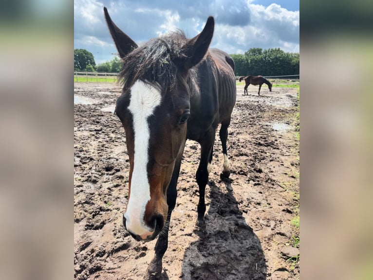 Hannoveraan Hengst 2 Jaar Donkerbruin in Westerhorn