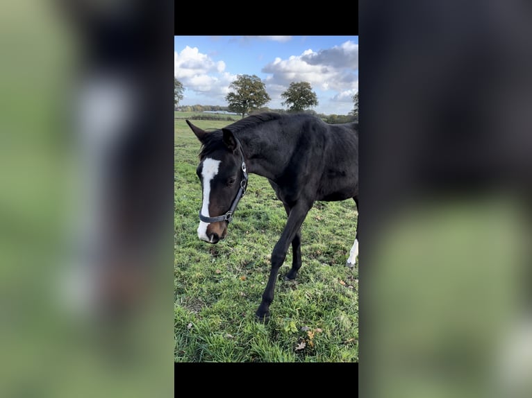 Hannoveraan Hengst 2 Jaar Donkerbruin in Westerhorn