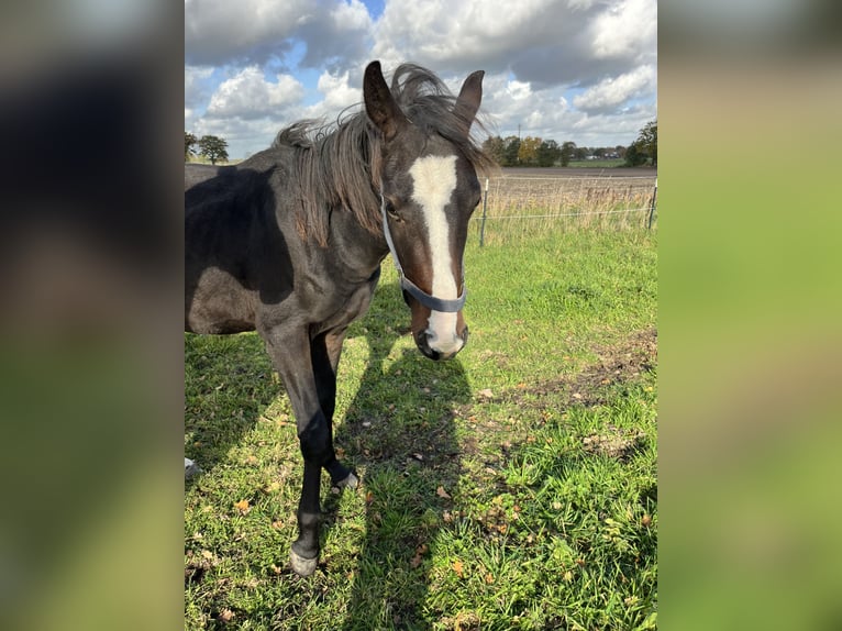 Hannoveraan Hengst 2 Jaar Donkerbruin in Westerhorn