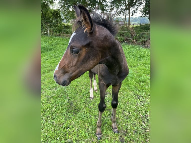 Hannoveraan Hengst 2 Jaar Donkerbruin in Westerhorn