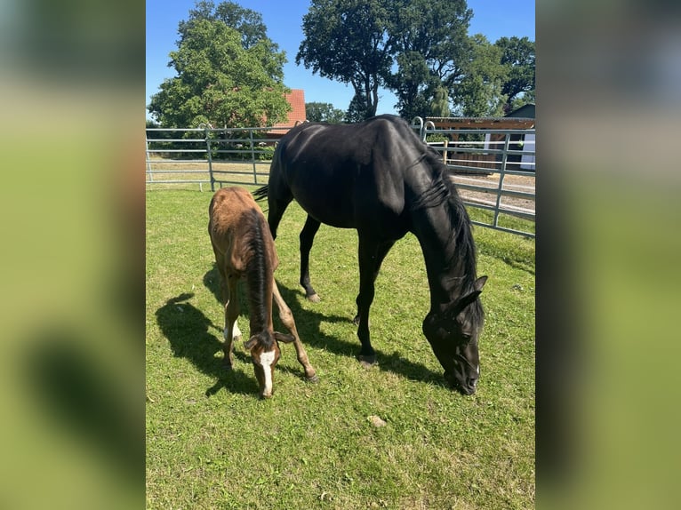 Hannoveraan Hengst 2 Jaar Donkerbruin in Westerhorn