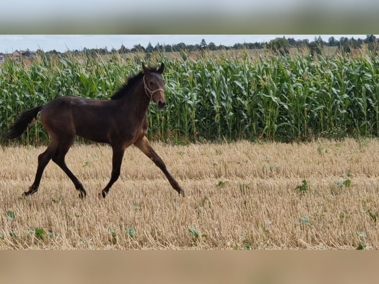 Hannoveraan Hengst 2 Jaar Donkerbruin in Magdeburg