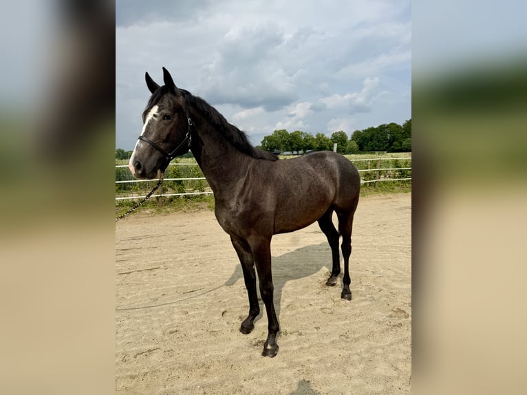 Hannoveraan Hengst 2 Jaar kan schimmel zijn in Coesfeld