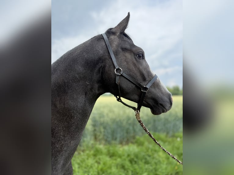 Hannoveraan Hengst 2 Jaar kan schimmel zijn in Coesfeld