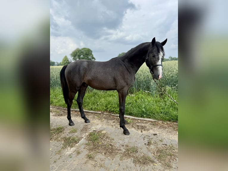 Hannoveraan Hengst 2 Jaar kan schimmel zijn in Coesfeld