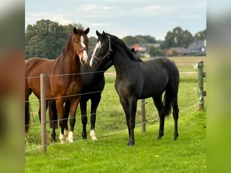 Hannoveraan Hengst 2 Jaar kan schimmel zijn in Coesfeld