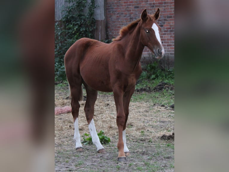 Hannoveraan Hengst 2 Jaar Vos in Deinstedt